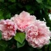 Rosier Grimpant Albertine -Boutique De Plantes rosier grimpant albertine 665082 1