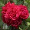 Rosier Grimpant Blaze Superior (Blaze Improved, Demokracie) -Boutique De Plantes rosier grimpant blaze superior 15619 1