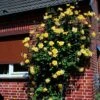 Rosier Grimpant Golden Showers -Boutique De Plantes rosier grimpant golden showers 169952 1
