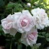 Rosier Grimpant New Dawn 2 Rosier Grimpant New Dawn -Boutique De Plantes rosier grimpant new dawn 7714202 3