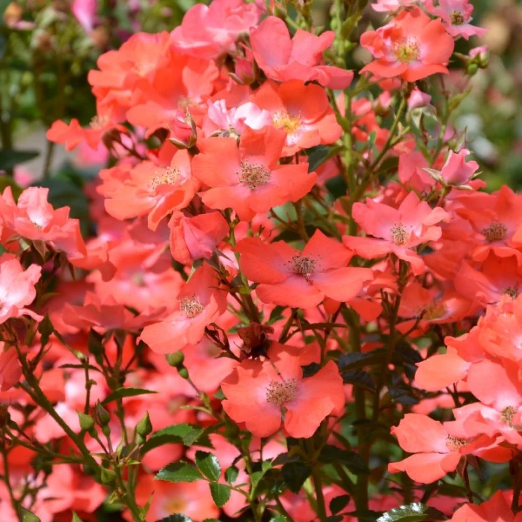 Rosier Tige Décorosiers Isalia 3 Rosier Tige Décorosiers Isalia