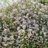 Rosier Liane Paul's Himalayan Musk -Boutique De Plantes rosier paul himalayan musk 771550 1