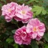 Rosier Rugosa Thérèse Bugnet 1 Rosier Rugosa Thérèse Bugnet -Boutique De Plantes rosier rugosa therese bugnet 169922 1