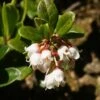 Airelle, Vaccinium Vitis Idaea -Boutique De Plantes vaccinium vitis idaea 7548 1