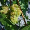 Vigne Muscat Champion 1 Vigne Muscat Champion -Boutique De Plantes vigne vitis Muscat blanc 771563 1
