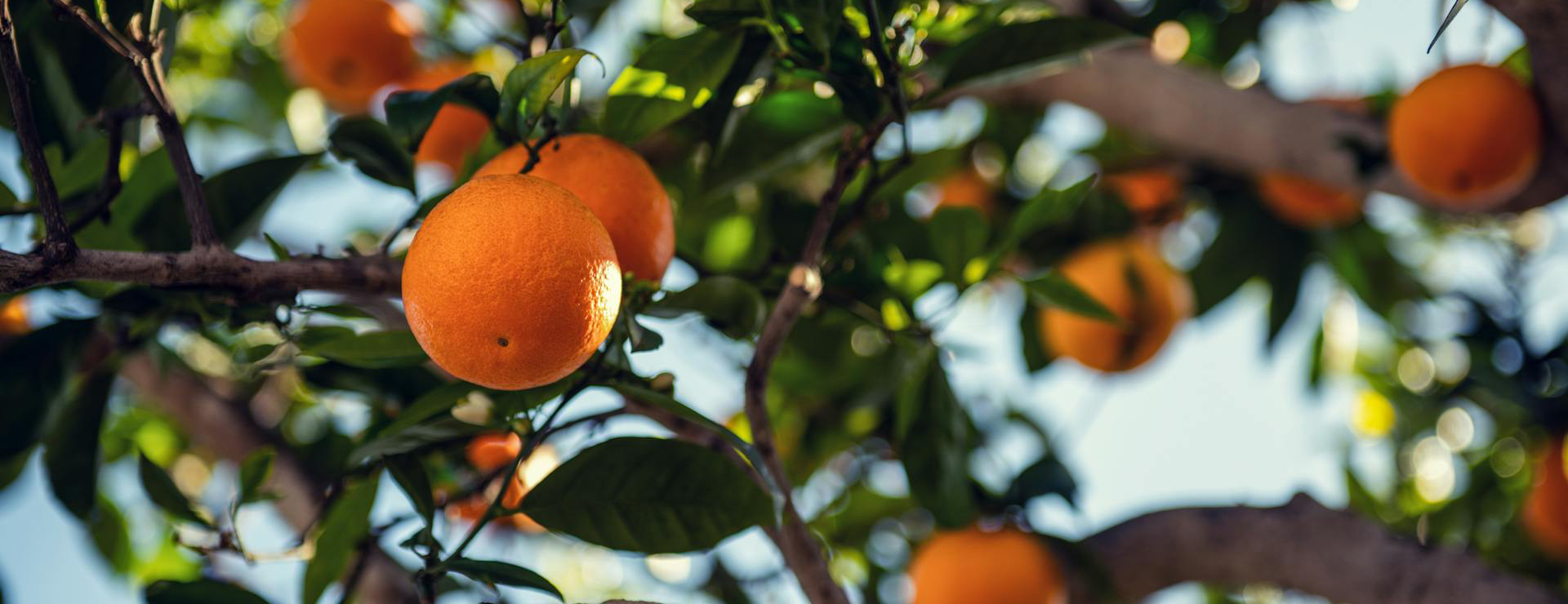 Boutique De Plantes 1 Boutique De Plantes -Boutique De Plantes pexels timmossholder 3804878